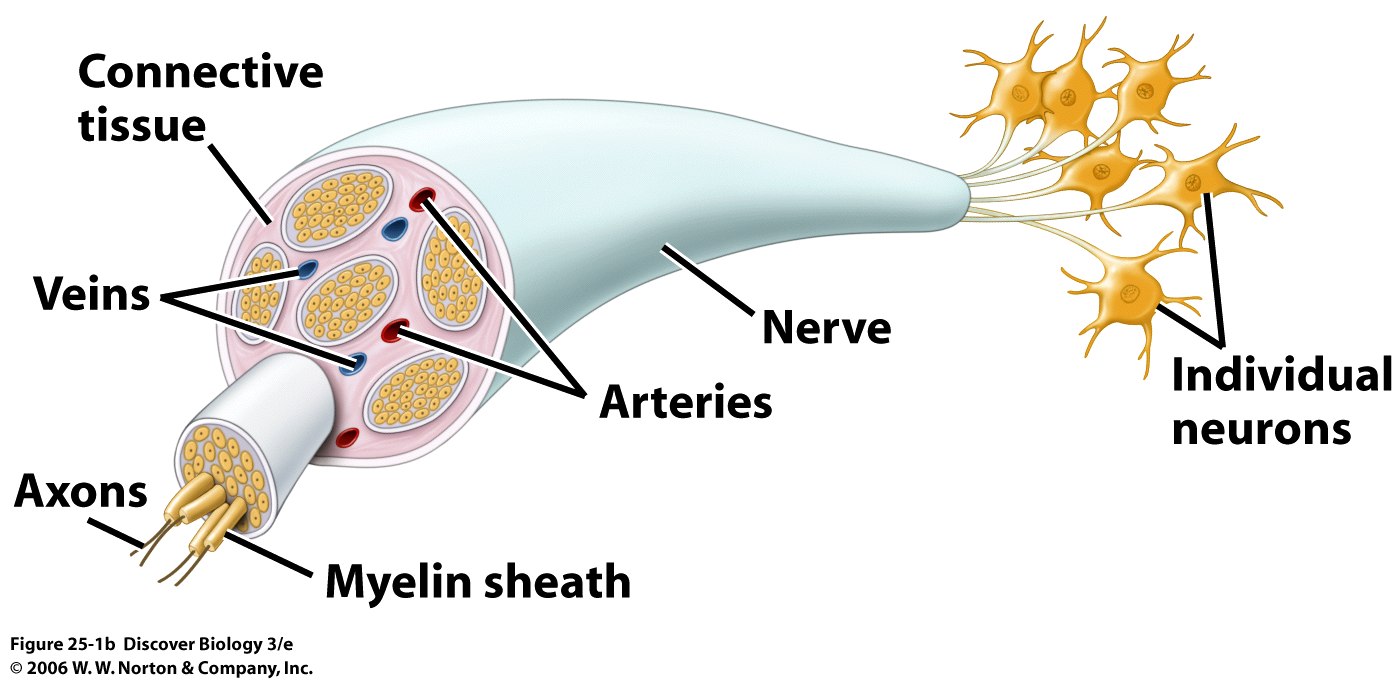 Motor Neurons Carry Messages To The Central Nervous System